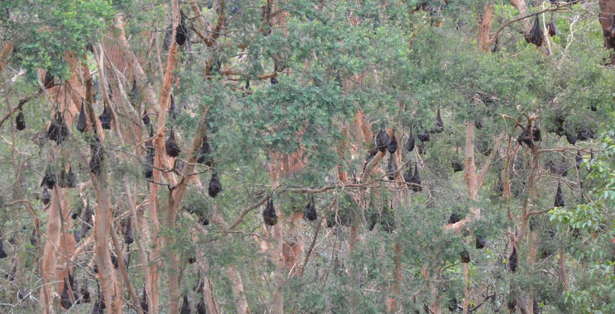 BATTY: The flying foxes on Old Maitland Road, East Cessnock. Picture: SAGE SWINTON.