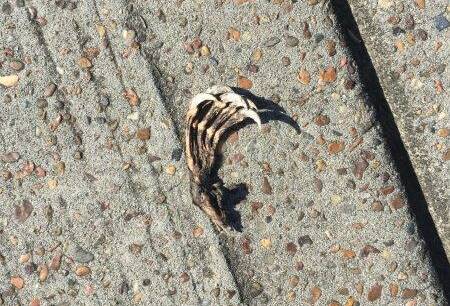 HAZARD: A bat claw found nearby. Picture: Rachael Davies