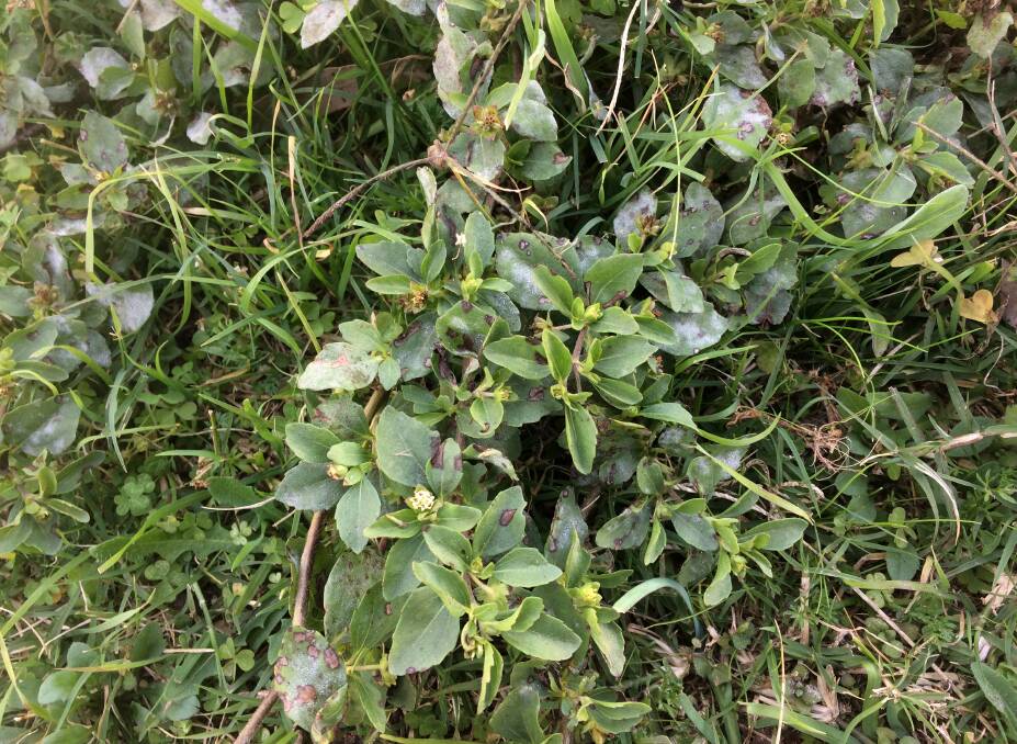PESKY: Cessnock City Council weeds officers have called for assistance from residents after the invasive Paraguay burr weed was found in the region.