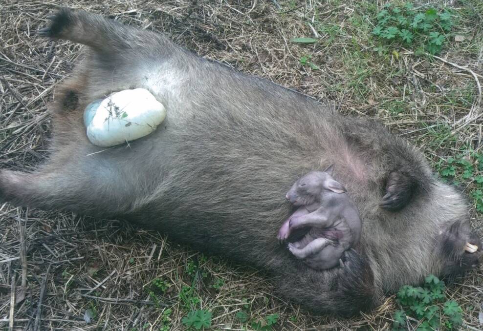 THEY WANTED TO GET HOME TOO: A mother and baby wombat recently found dead near Slacks Creek, Wollombi. Picture: VALERIE MILGATE
