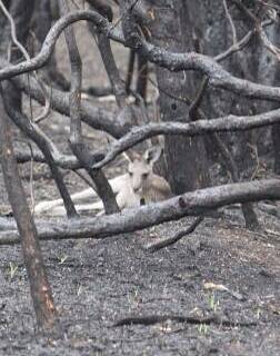 HOME DESTROYED: A kangaroo in scorched bushland at Loxford after last month's bushfire. Picture: Hunter Wildlife Rescue, NATF Inc (Facebook)