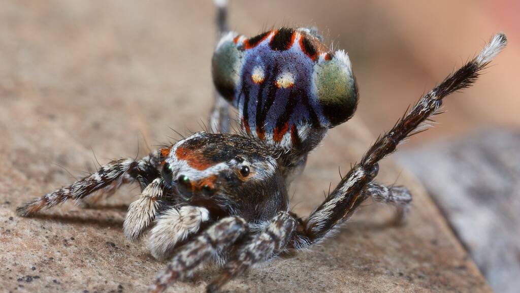DISCOVERY: The peacock spider Maratus harrisi is the subject of a film that will be screened at Cessnock Performing Arts Centre on June 4. Picture: JURGEN OTTO
