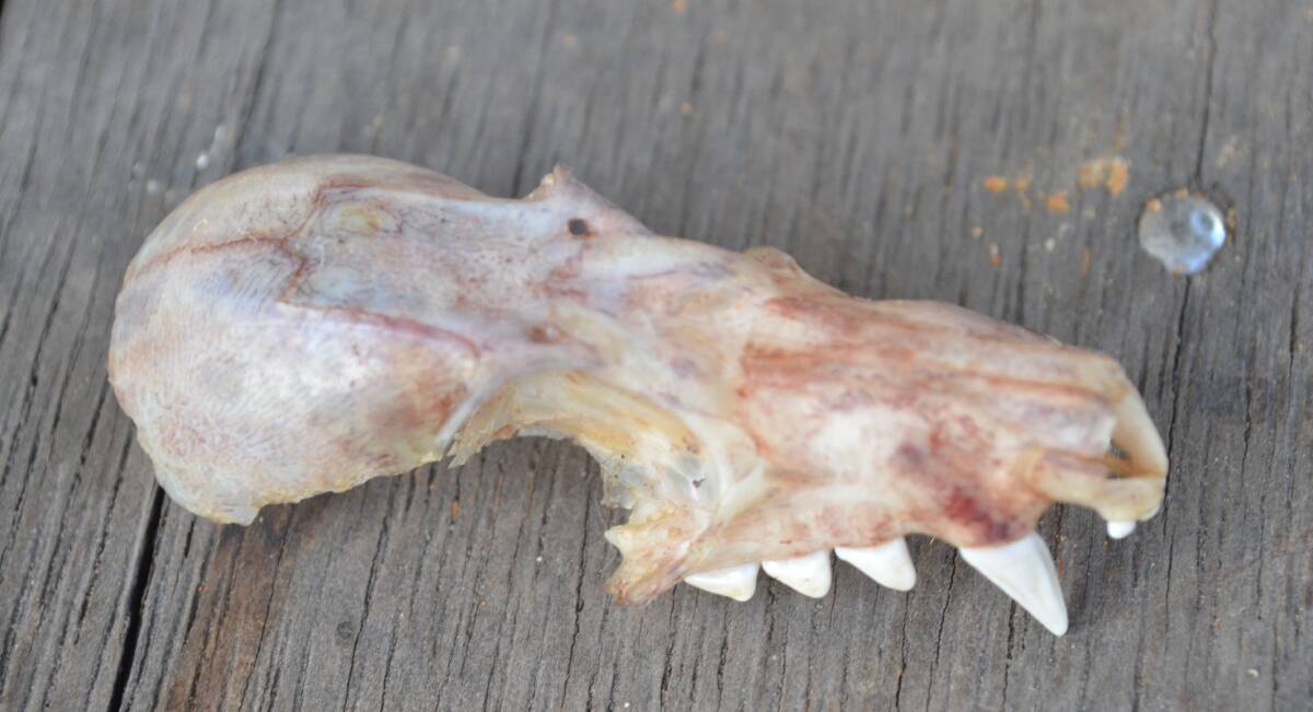 GRUESOME: The bat skull that was found at Crawfordville Park in Millfield, about 13 kilometres west of Cessnock.