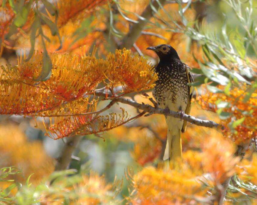 THREATENED SPECIES: One of the regent honeyeaters that was spotted at Poppethead Park, Kitchener on November 18. Picture: Shelly Zvingulis