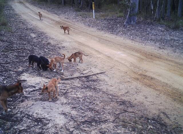 SHOCKING LOSSES: Landholders in the Upper Hunter are faced with problems from escalating wild dog attacks. They say the dogs are leaving National Park and State Forests in search of food.