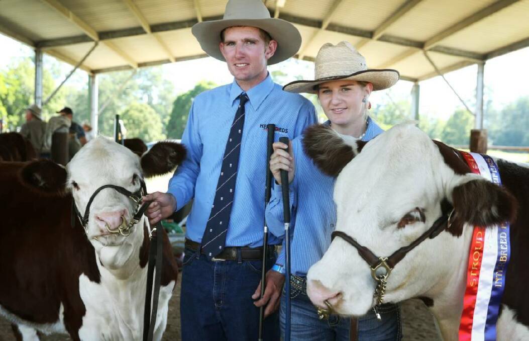 CHAMPIONS: Jamie and Jessica Grosser, Santarna Poll Hereford Stud, Nelsons Plains,  with some of their  stud cattle they have exhibited at local shows.