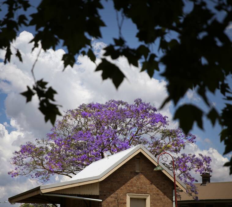BLOOM: This jacaranda tree is at the East Maitland train station. Picture: Marina Meil