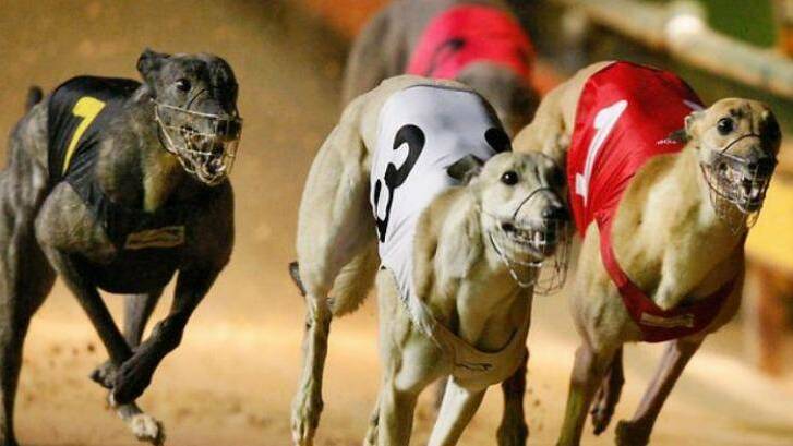 Dead rabbits discovered at Cessnock greyhound training area