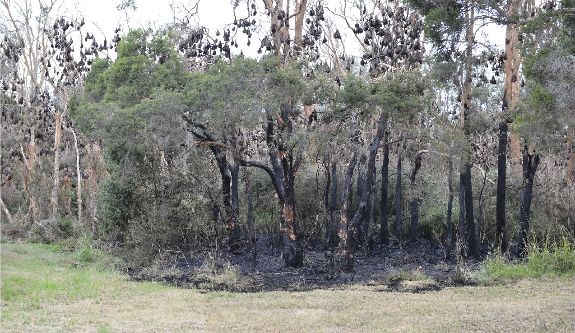 DAMAGE: The East Cessnock bat camp has been lit on fire four times in less than two weeks.