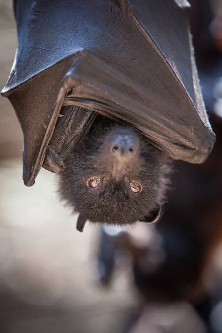 BATTY: Flying Foxes are still causing problems across the Hunter.
