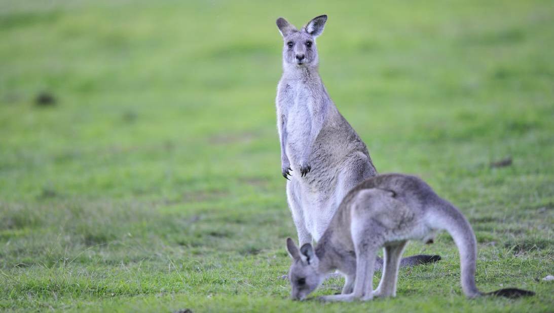 Calls for valley kangaroo cull