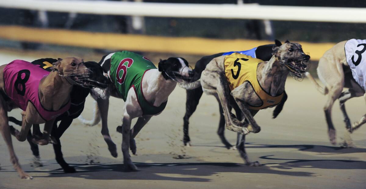 THE END? There is a gap in Premier Mike Baird's logic over his decision to end greyhound racing. 