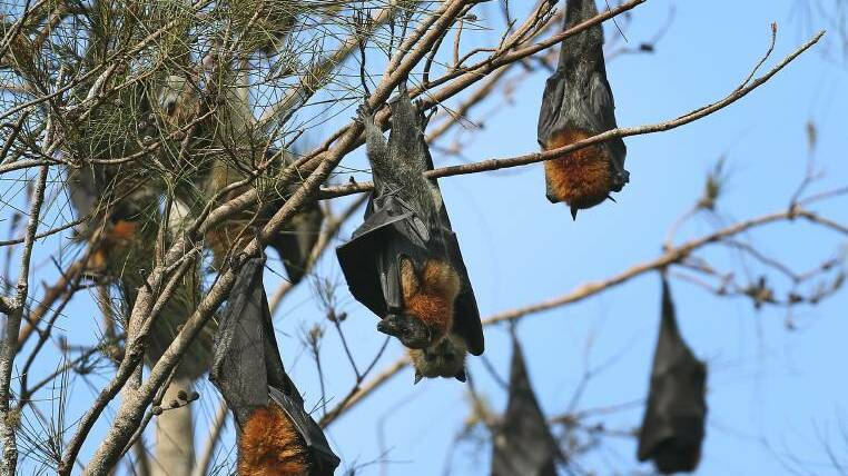 Photos of flying fox camps around the Hunter in early 2016