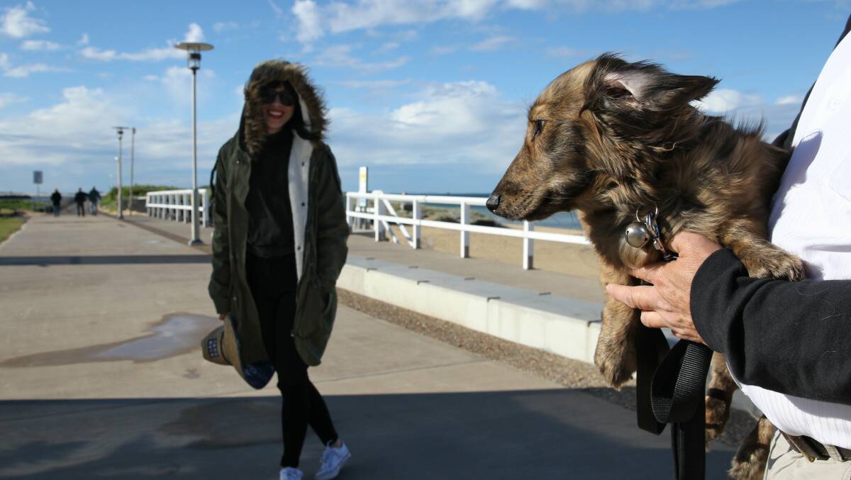 NOT SO BAD: A wind-swept pup doesn't seem to mind the cool weather at Nobbys Beach. Picture: Max Mason-Hubers