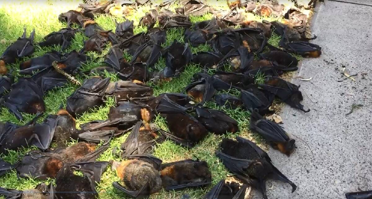 BAKED: Flying foxes lay dead on the ground in Singleton's Burdekin Park after last week's heatwave. Wildlife volunteers say the removal of trees in the park contributed to the heat stress. Picture: Wildlife Aid Inc
