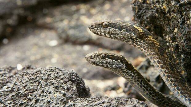 Galapagos snakes from Sir David Attenborough's Planet Earth 2. Photo: BBC