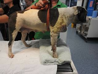 Tess' owner received a $1500 fine and is banned from owning an animal for five years. 
