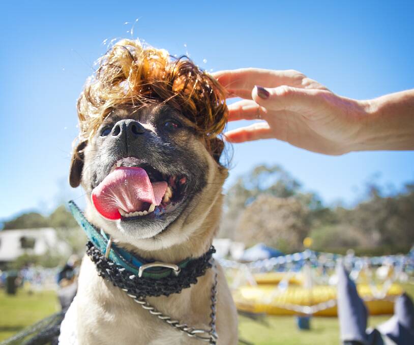 TRUMPED: Gus the 'Jug' (Jack Russell-cross-Pug) gets a last minute touch-up by his owner at the Pooch Picnic on Sunday. Picture: Perry Duffin