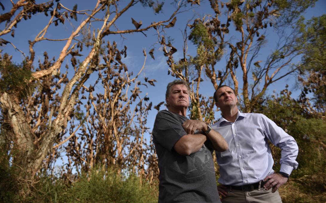 Batty: Merv Charnock and Cessnock MP Clayton Barr with hundreds of flying foxes behind East Cessnock Primary School. Picture: Perry Duffin. 