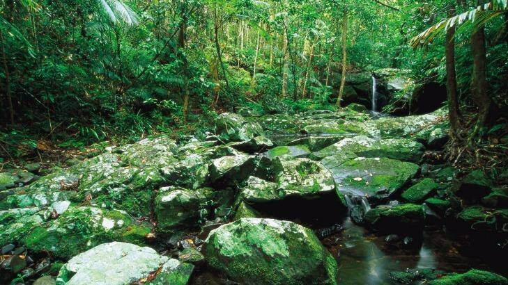 Daintree rainforest: warmer weather will wipe out many species.