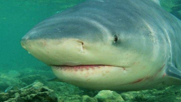A man was bitten multiple times by a shark on Saturday morning off the Queensland coast. (File image) Photo: Marc Conlin