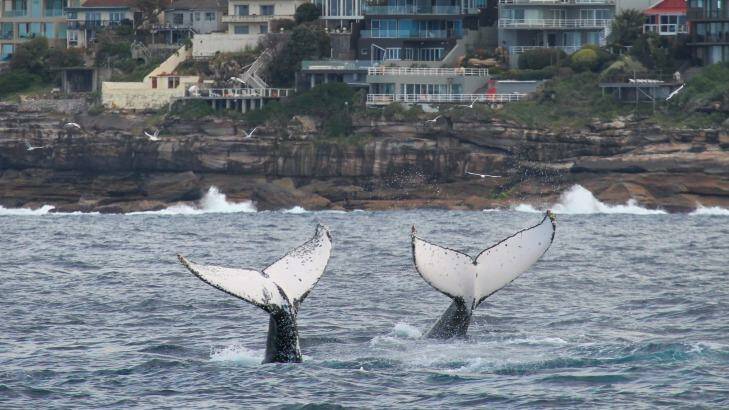 Humpback whales plunge into the waters off North Maroubra.
 Photo: Jonas Liebschner