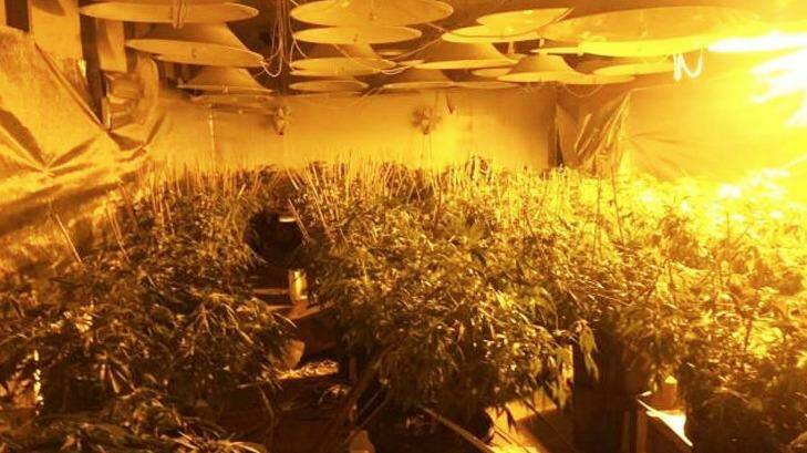 The indoor hydroponic cannabis farm discovered by police in Port Kembla. Photo: NSW Police