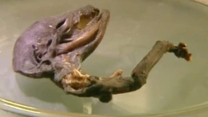 The "alien corpse" discovered in Russia.