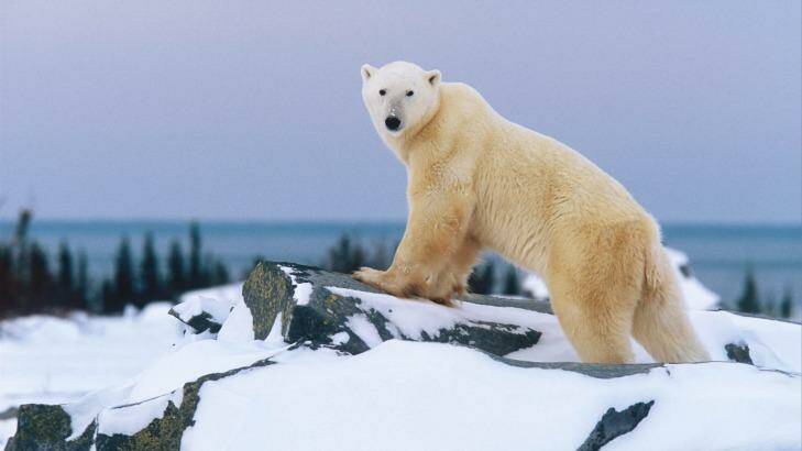 There's a chance to sight polar bears on AdventureSmith Explorations' land-based tours. Photo: Patrick J. Endres
