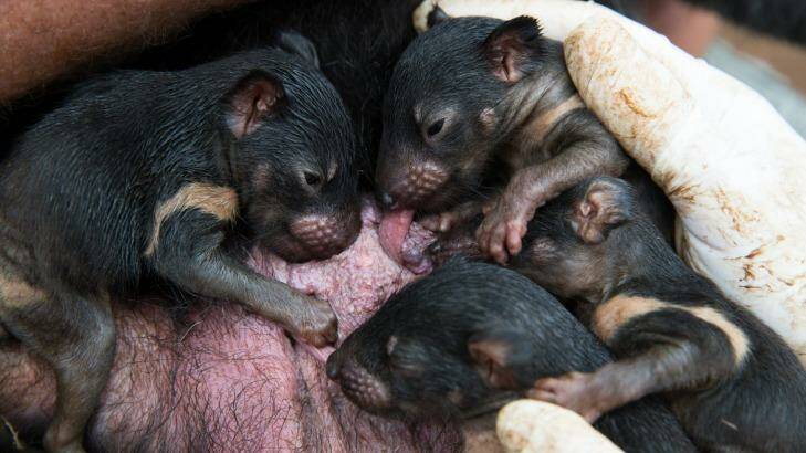 Month-old Tasmanian devil joeys in the mother's pouch at Devil Ark in the Barrington Tops. Photo: Janie Barrett