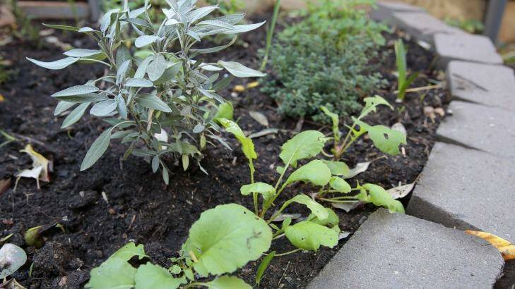 Jane Dickenson's herb garden is off to a good start.  Photo: Jeffrey Chan
