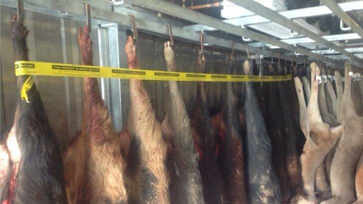 Eighteen seized wild boar carcasses that were lacking official identification leg tags.  Photo: Supplied