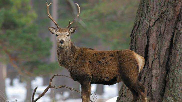 A stag on Balmoral estate. Photo: iStock