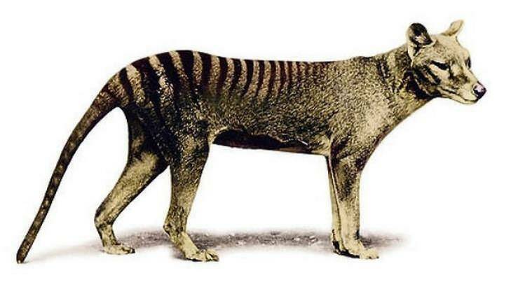 Potentially the cousin of a more ferocious killer: The Tasmanian tiger.  Photo: Supplied