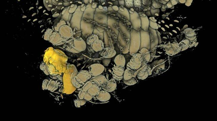 One of the X-ray computerised tomography images of a wasp nest. Photo: Supplied