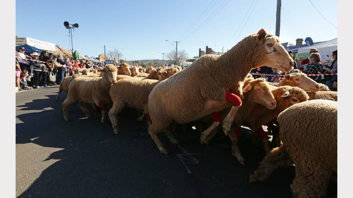 Merriwa Festival of the Fleeces 