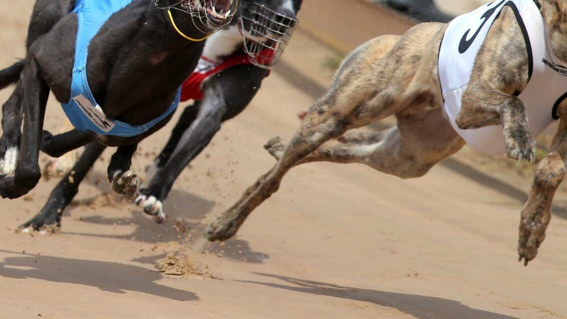 No greyhound grave evidence at Keinbah Trial Track