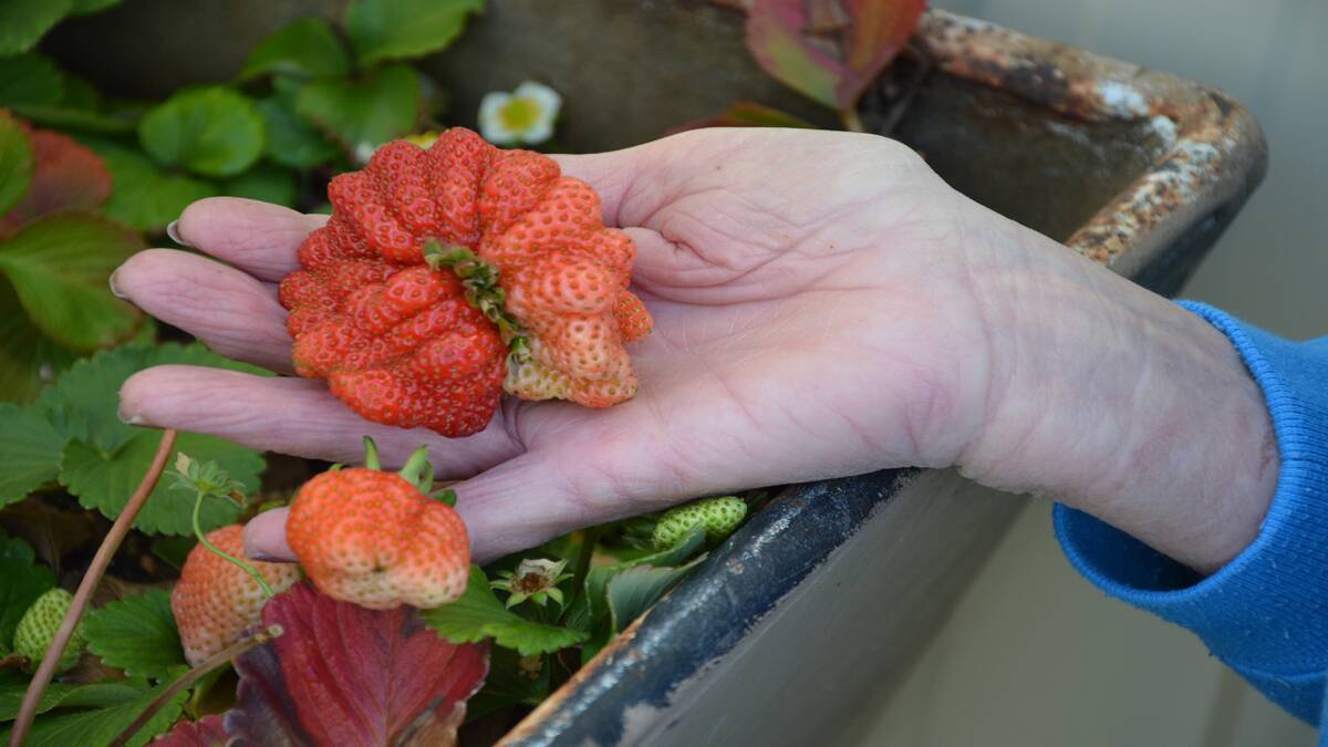 UNUSUAL: Kurri resident Vivienne Clancy with her ‘freak’ strawberry.