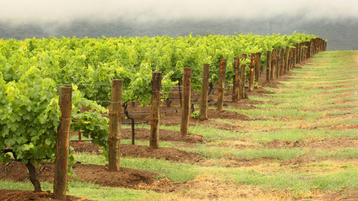 The Fair Work Ombudsman will again return to the hunter region in January for the annual wine harvest, after investigations revealed that 68 grape pickers were underpaid $14,120 last season. 
