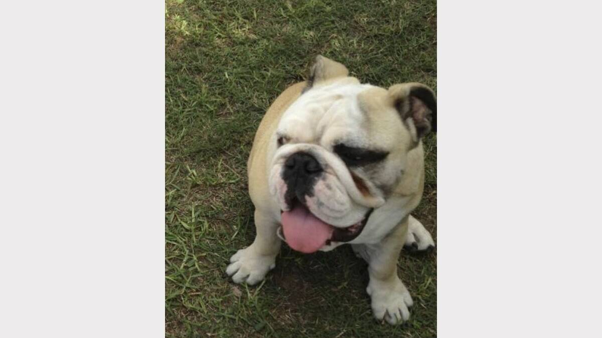 Elroy, the Clark family of Paxton's beloved Aussie bulldog, went missing on January 18.