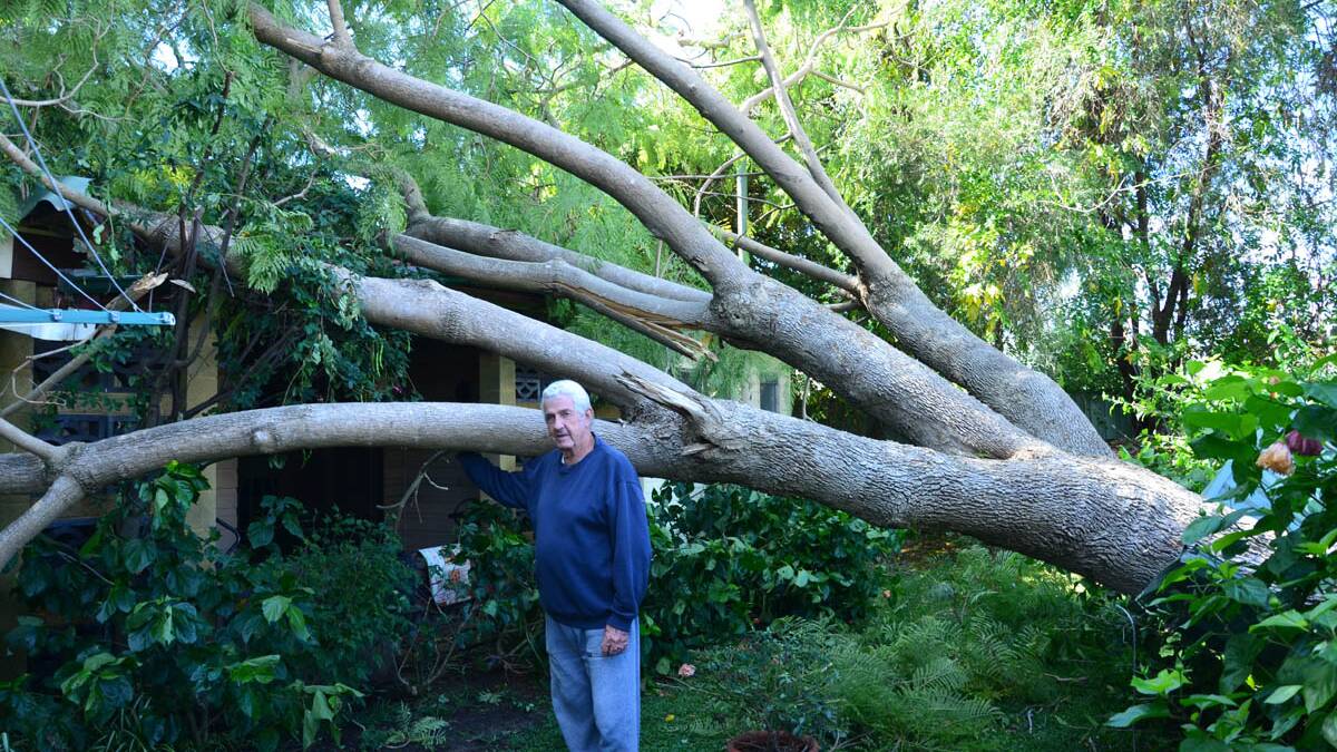 CRASH: Phil Baird with the tree that fell onto his Gordon Avenue home.