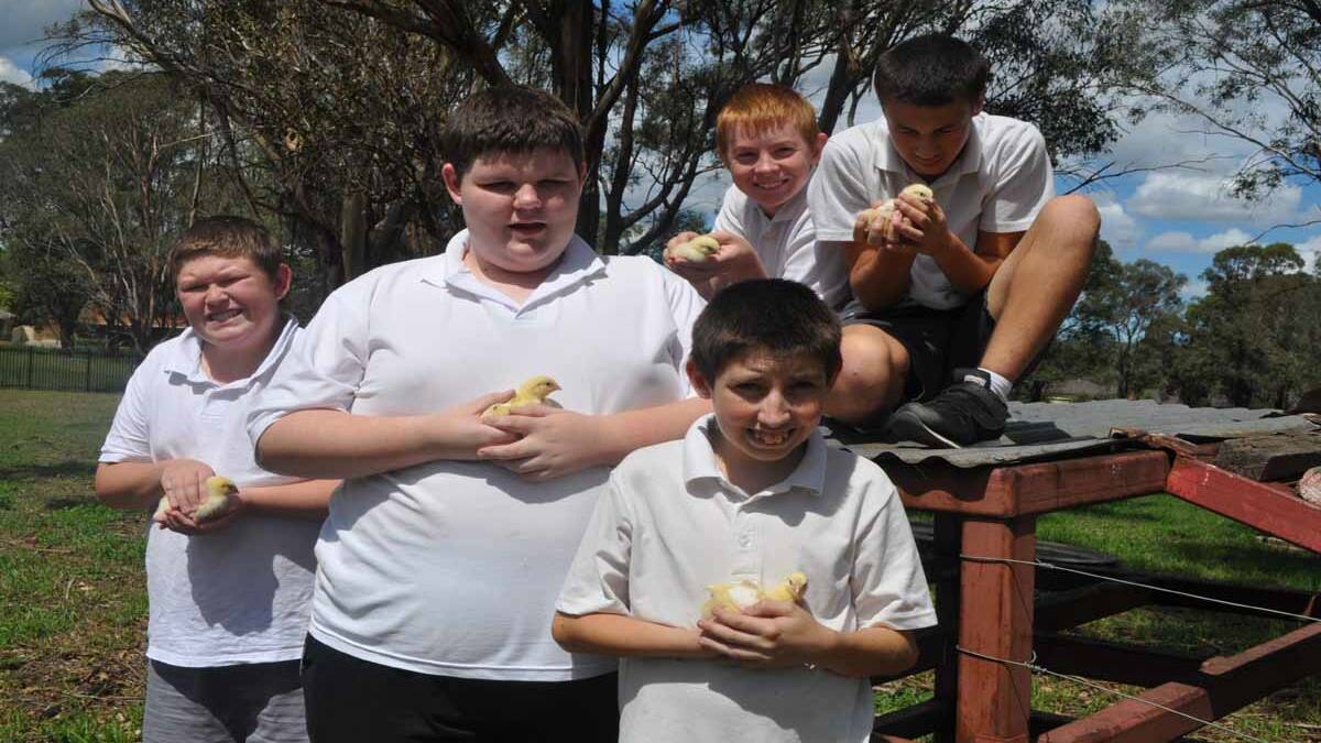 Pictured with their new chicks are Mount View High School students Jake Barrett, Jacob Harris, Shannon Anderson, Mal Cobran and Cory Ayton-Young (front). 
