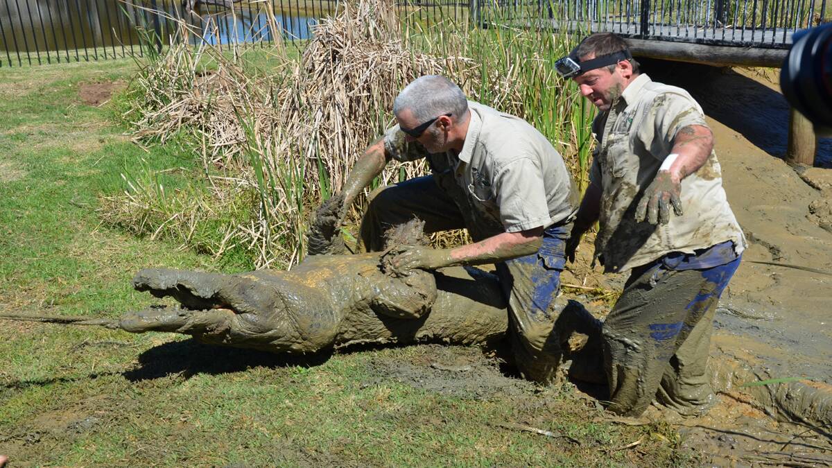 WRESTLE: Hunter Valley Zoo’s Jason Pearson and Rodney Watt move 206-kilogram alligator Horse from his enclosure.
