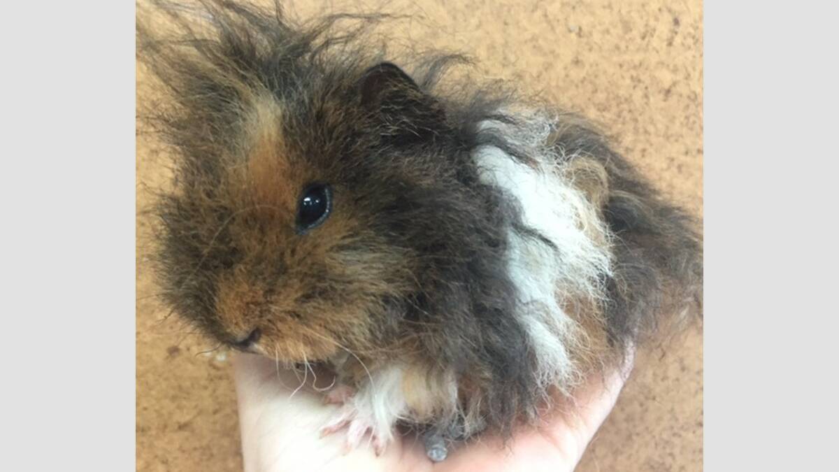 CUTE: ‘Crazy hair’ is one of the categories at the NSW Cavy Club show.