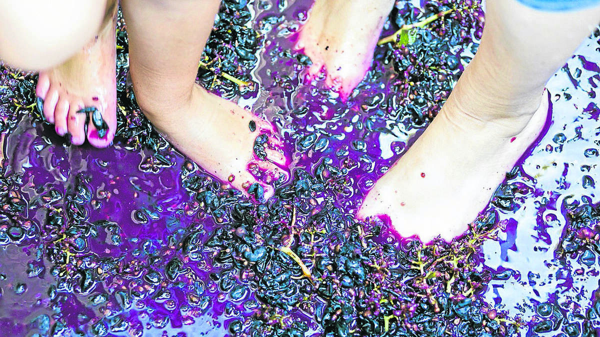 FUN: Grape stomping will be one of the attractions at the Cessnock Stomp Festival on April 17.