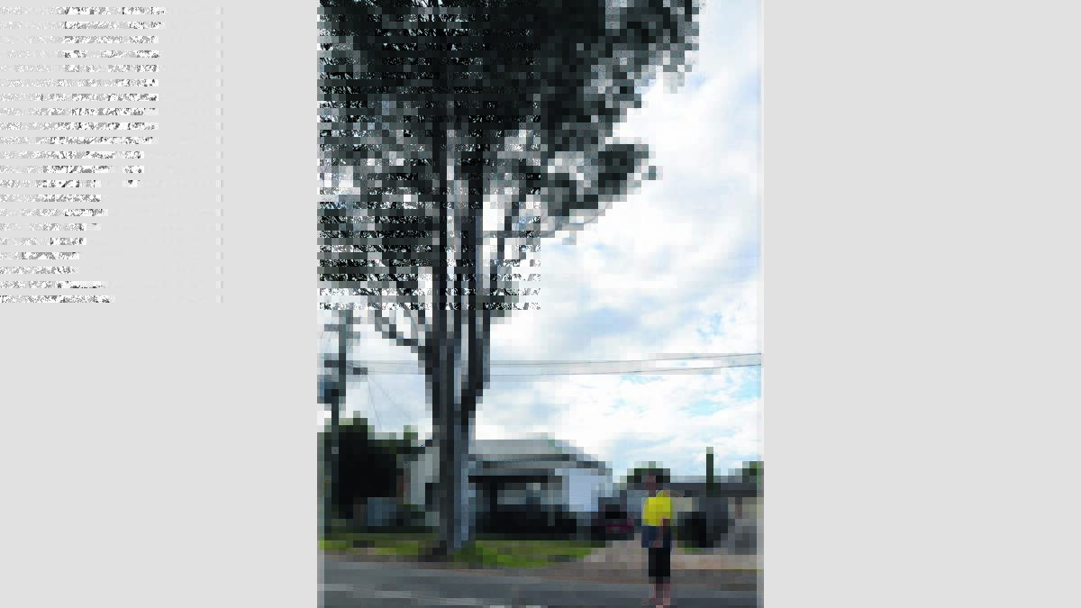 CONCERNED: Chris Landers and the tree in question in Northcote Street, Aberdare.