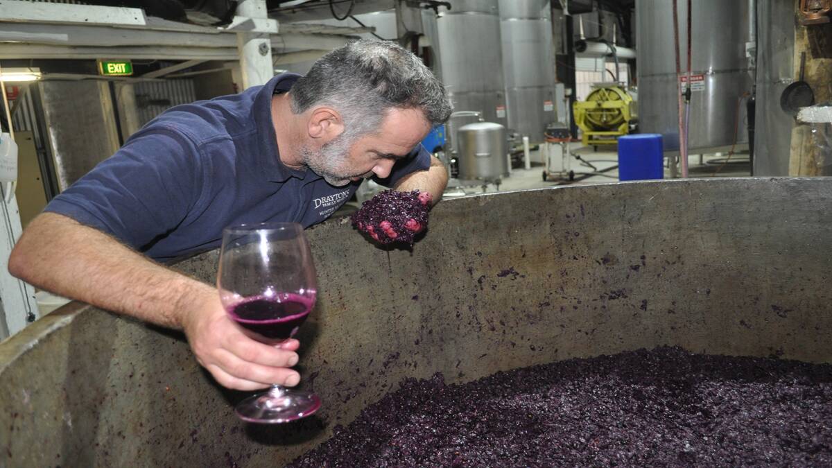 AROMA: Drayton’s winemaker Edgar Vales inspects the shiraz grapes in the final stages of the fermenting process.
