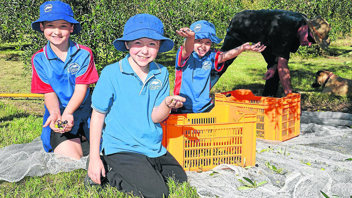 EXPERIENCE: Congewai Public School students Sean Doyle, Cain Muir and Jade Blackmore with the olives they collected at the Lonely Goat farm.