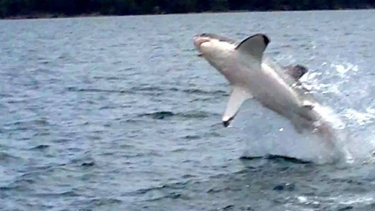 SCARY: A screen shot from the video captured by Warren Sternbeck of the great white shark in Lake Macquarie.  