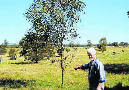 John Slater and the sapling Ausgrid says is a potential problem.
